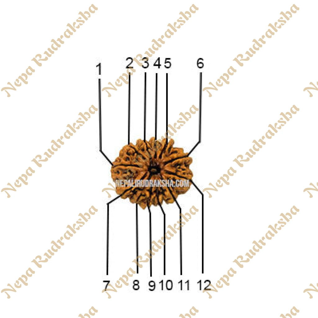 12 Mukhi Medium Sized Rudraksha Face Count