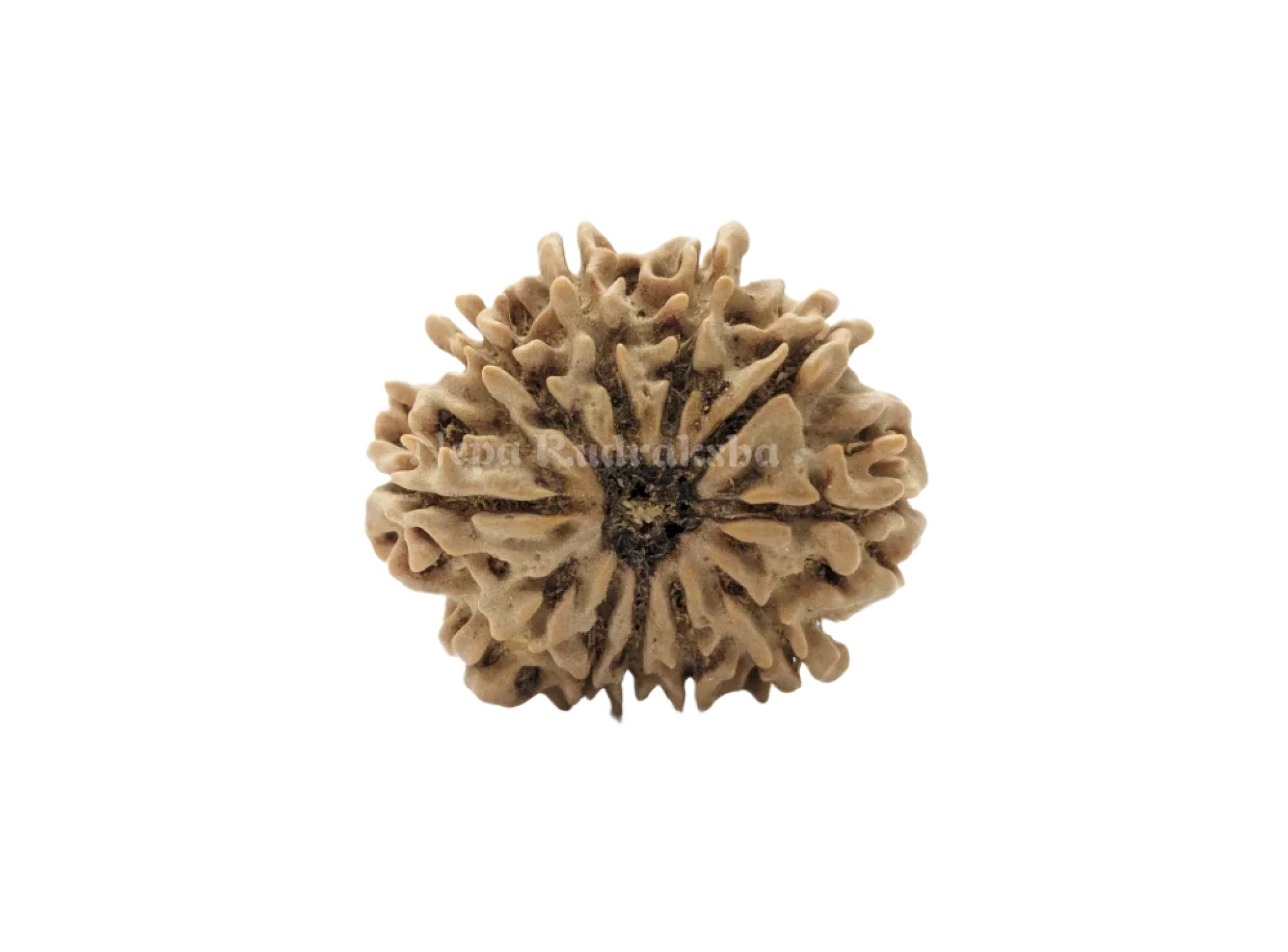 12 Mukhi (Medium) Rudraksha