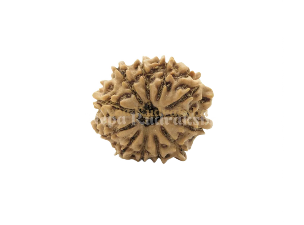 12 Mukhi Rudraksha