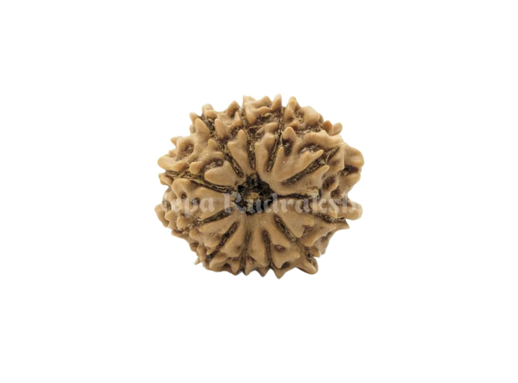 12 Mukhi Rudraksha