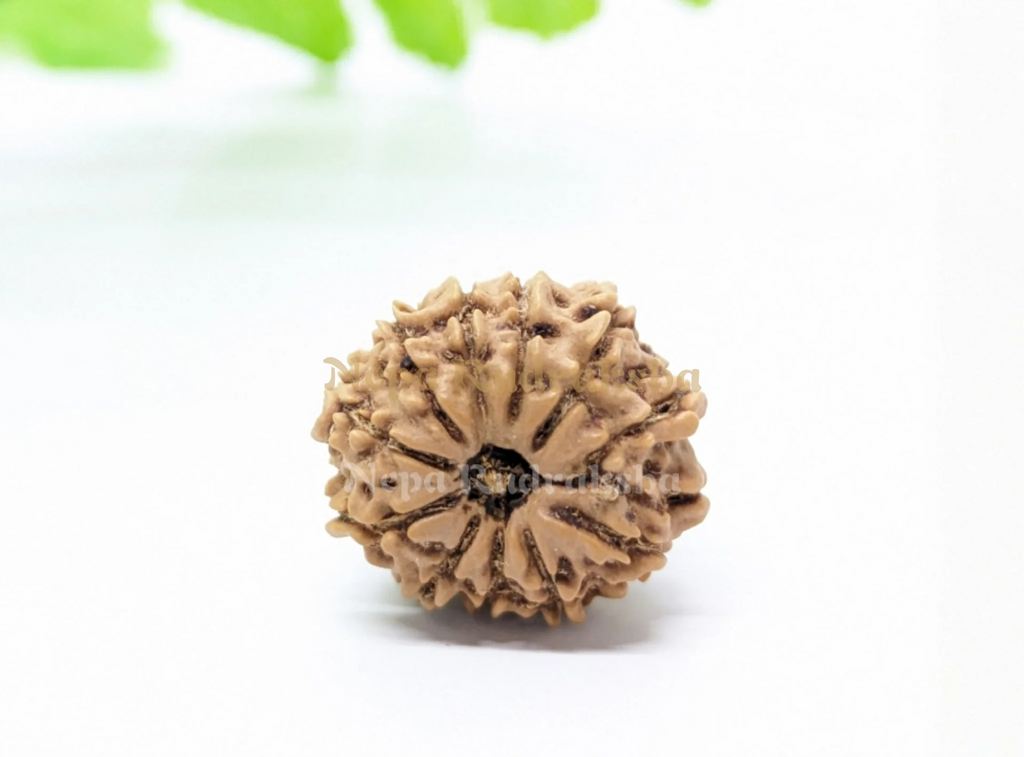 Nepali 12 Mukhi Rudraksha