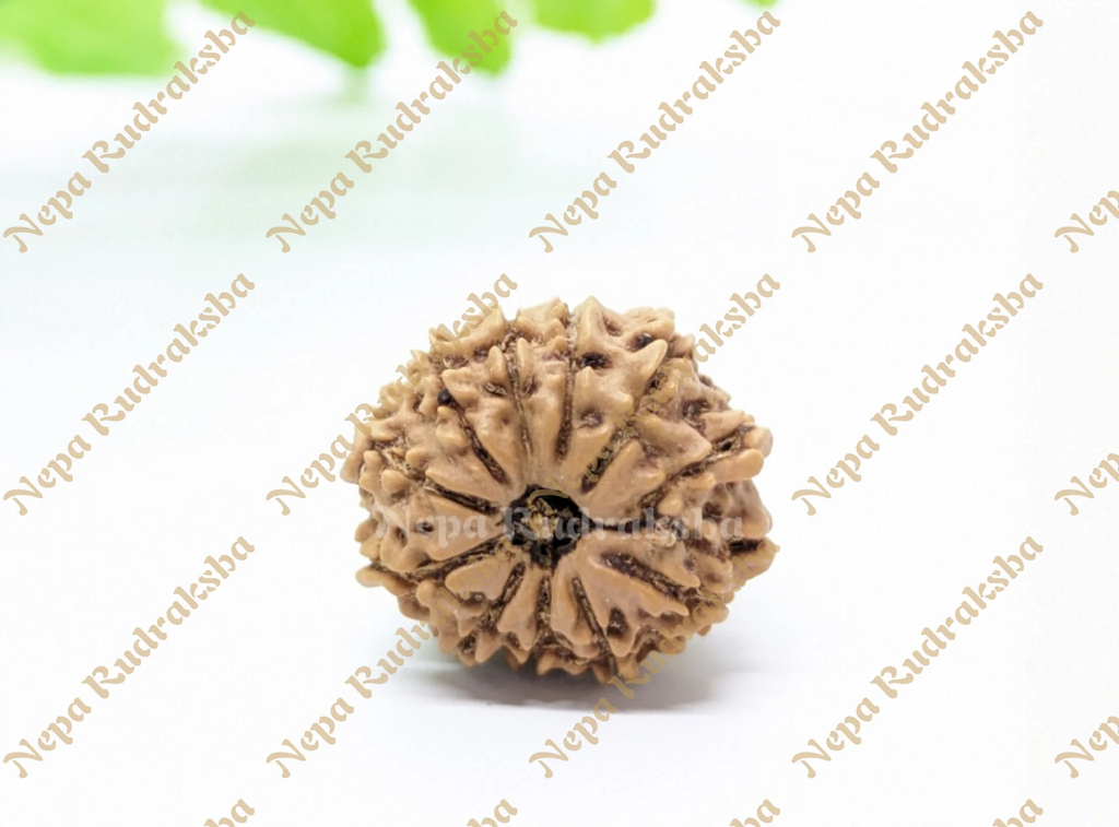 Nepali 12 Mukhi Rudraksha