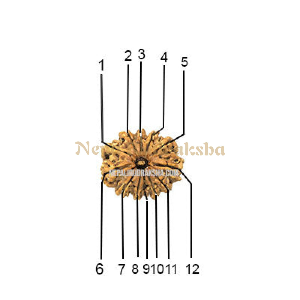 12 Mukhi Rudraksha Face Count