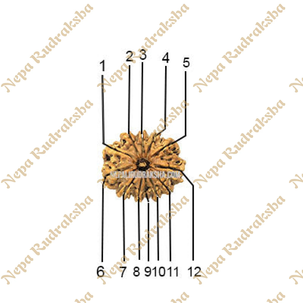 12 Mukhi Rudraksha Face Count