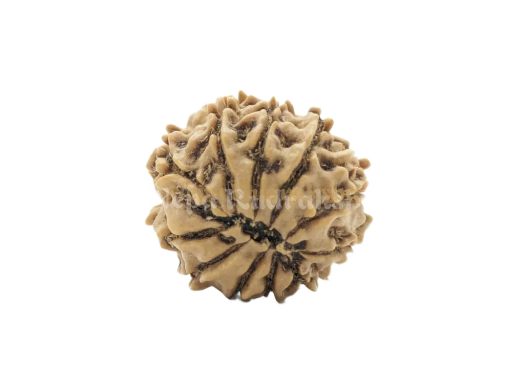 12 Mukhi Rudraksha Back View