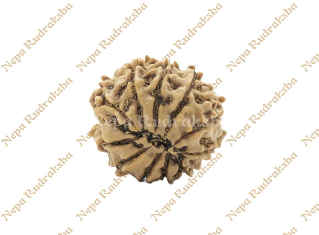 12 Mukhi Rudraksha Back View