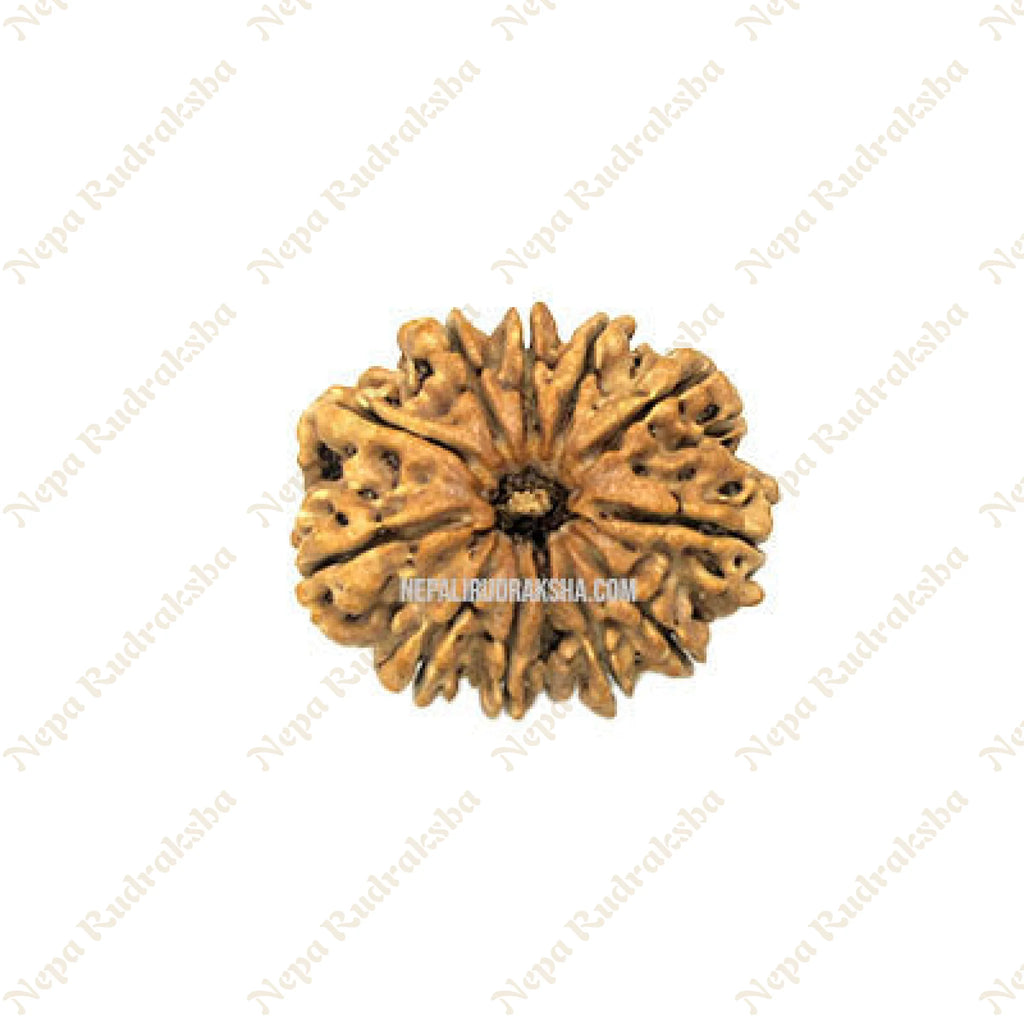 12 Mukhi Rudraksha