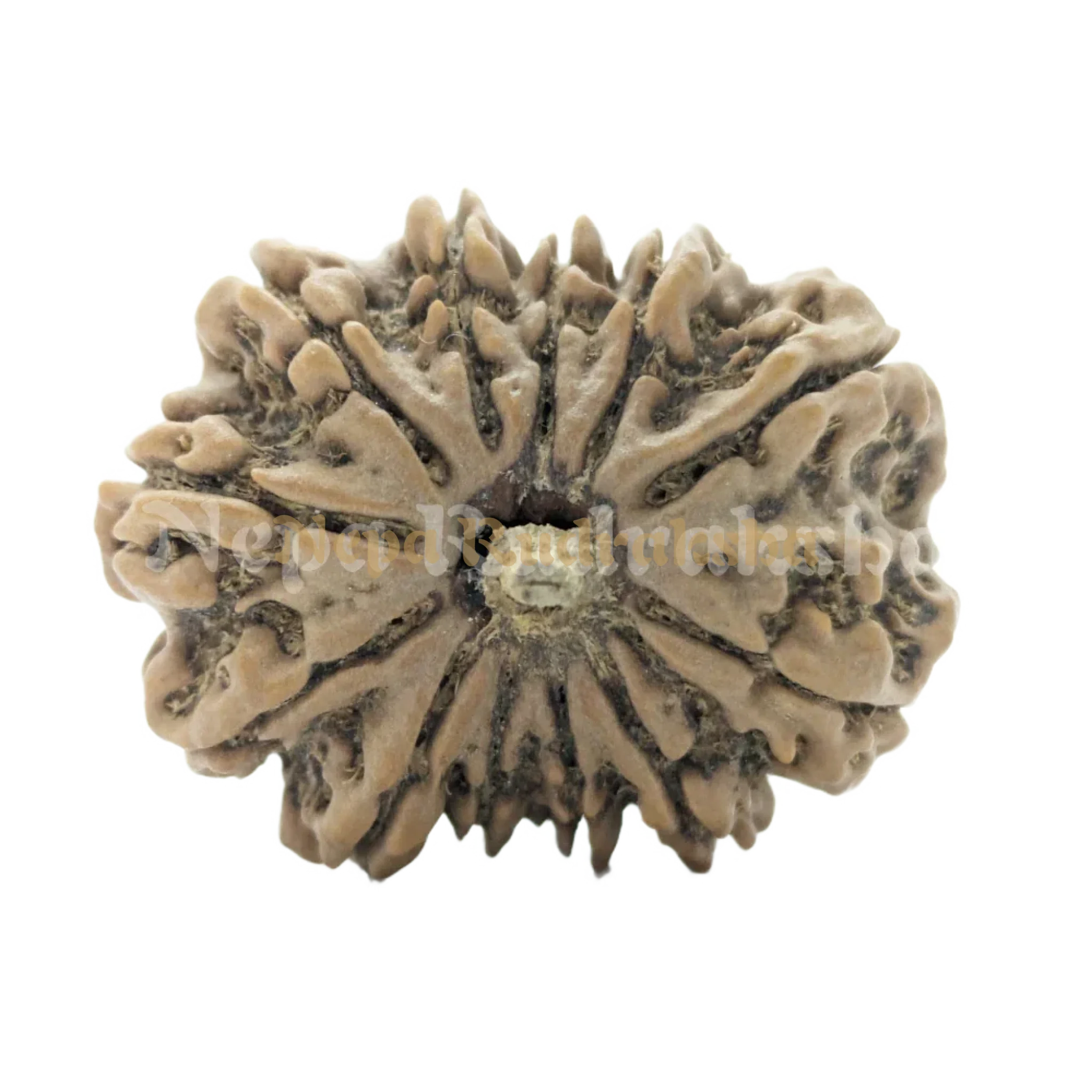 12 Mukhi Rudraksha