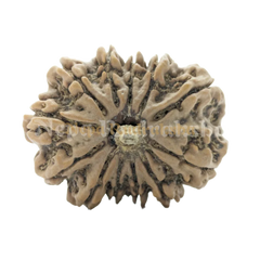 12 Mukhi Rudraksha