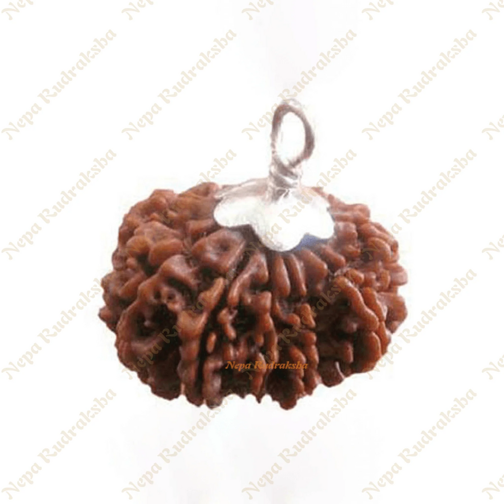 Twelve Mukhi (1307RMS)