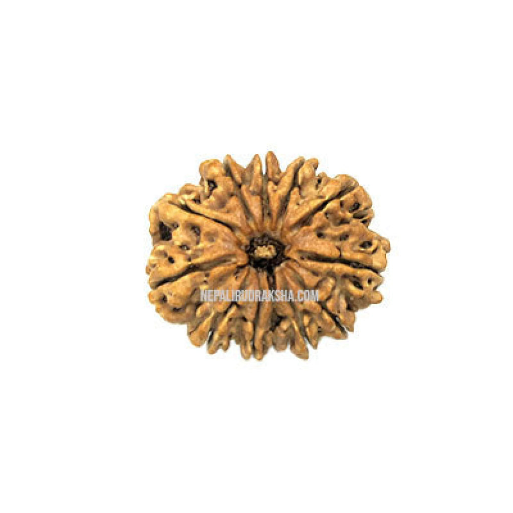 12 Mukhi Rudraksha