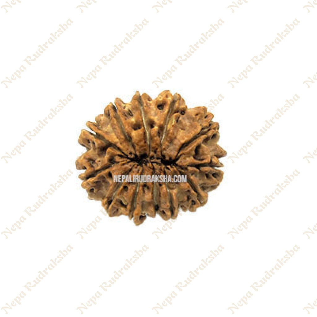 12 Mukhi Rudraksha