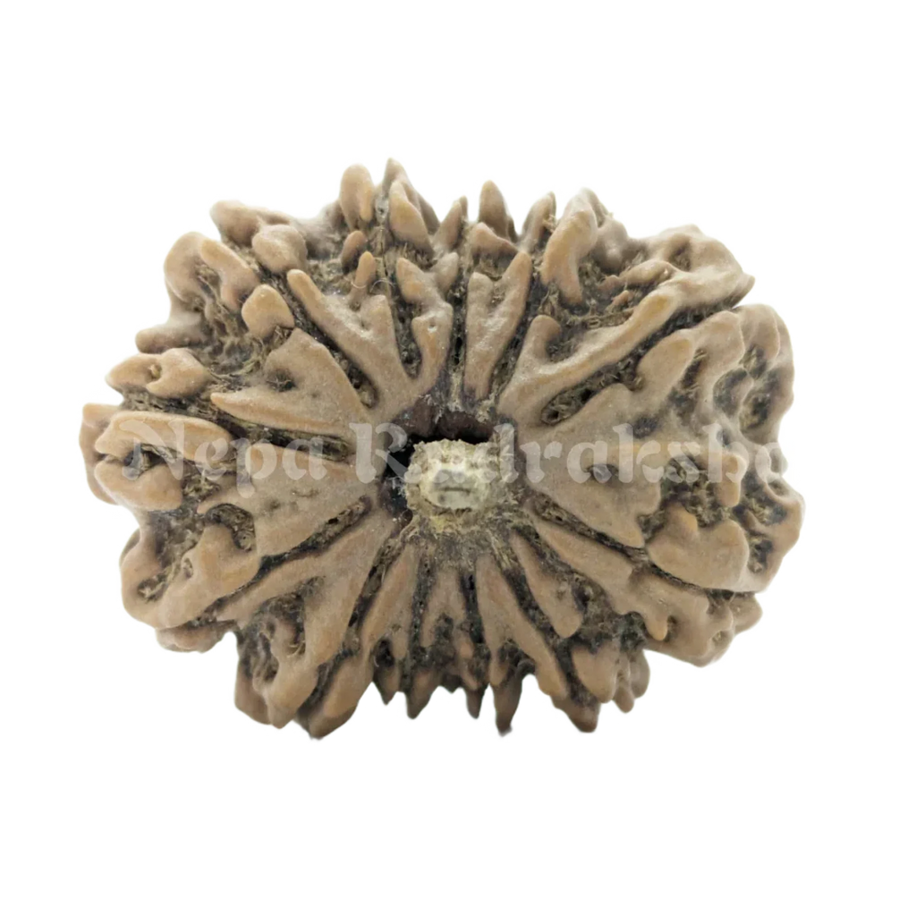 12 Mukhi Rudraksha