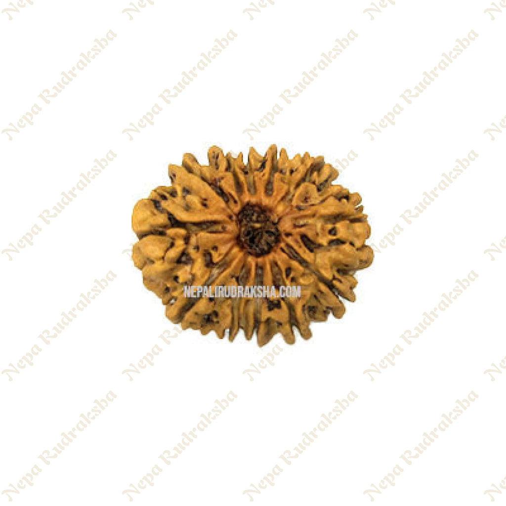 12 Mukhi Rudraksha