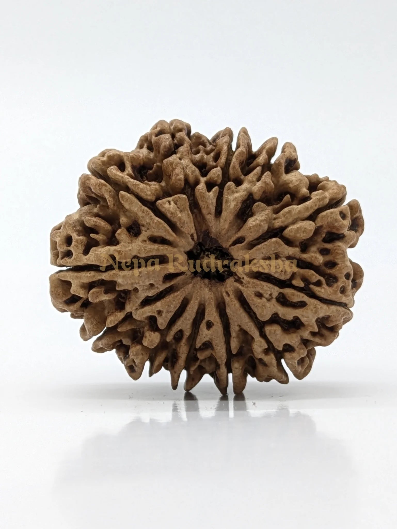 12 Mukhi (Super Collector) Rudraksha