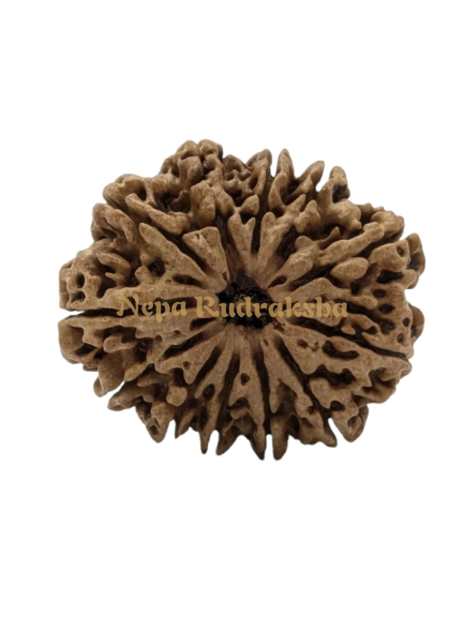 12 Mukhi (Super Collector) Rudraksha