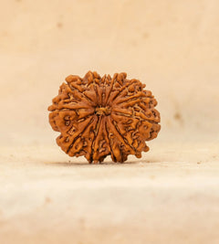 12 Mukhi