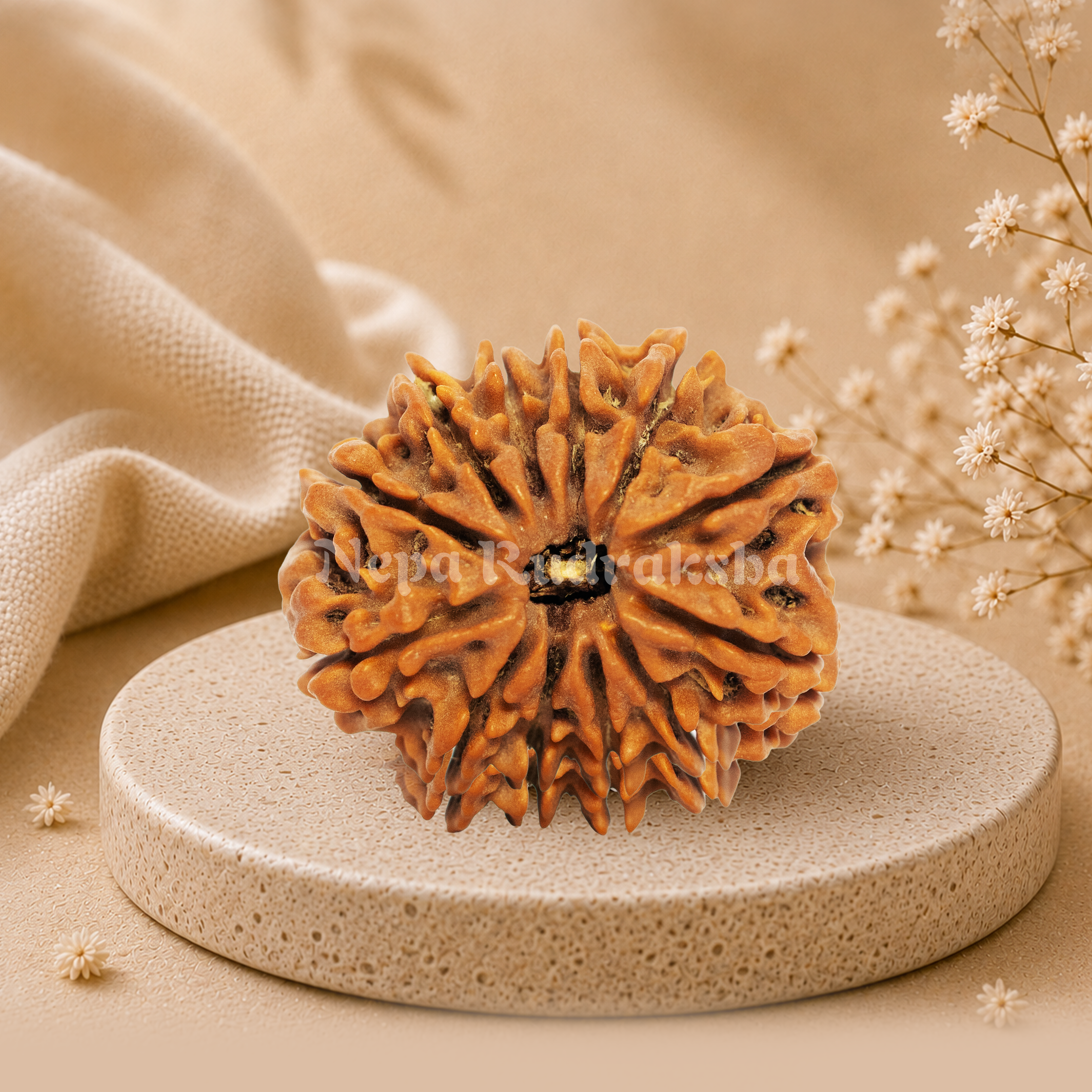12 Mukhi (Collector) Rudraksha