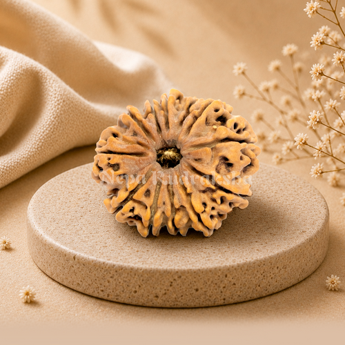 12 Mukhi Rudraksha