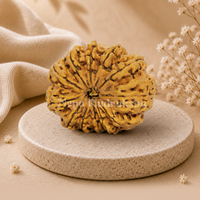 12 Mukhi (Super Collector) Rudraksha