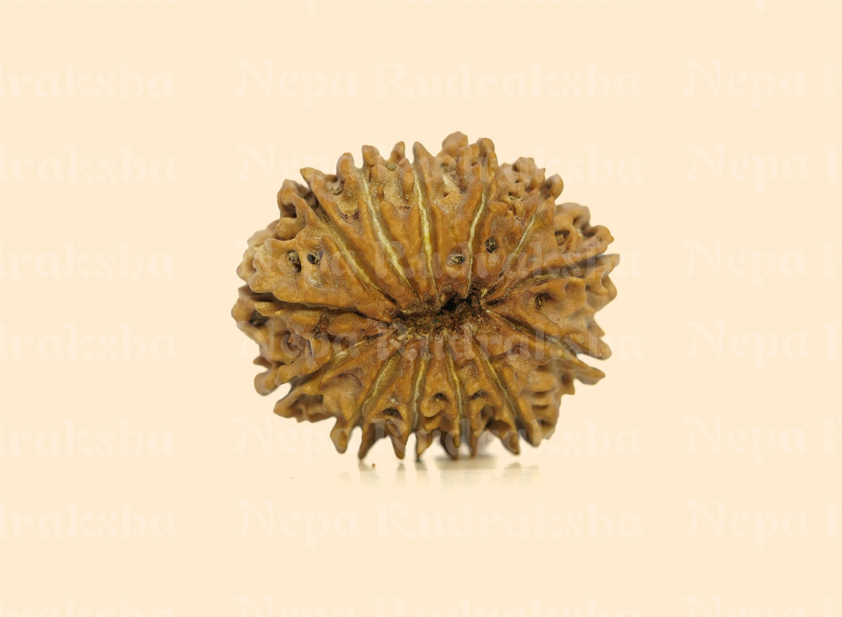 13 Mukhi (Collector) Rudraksha