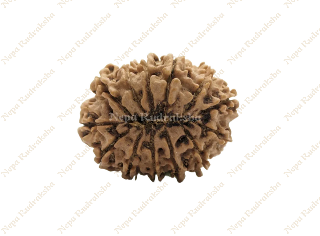 13 Mukhi Collector Rudraksha Back Face