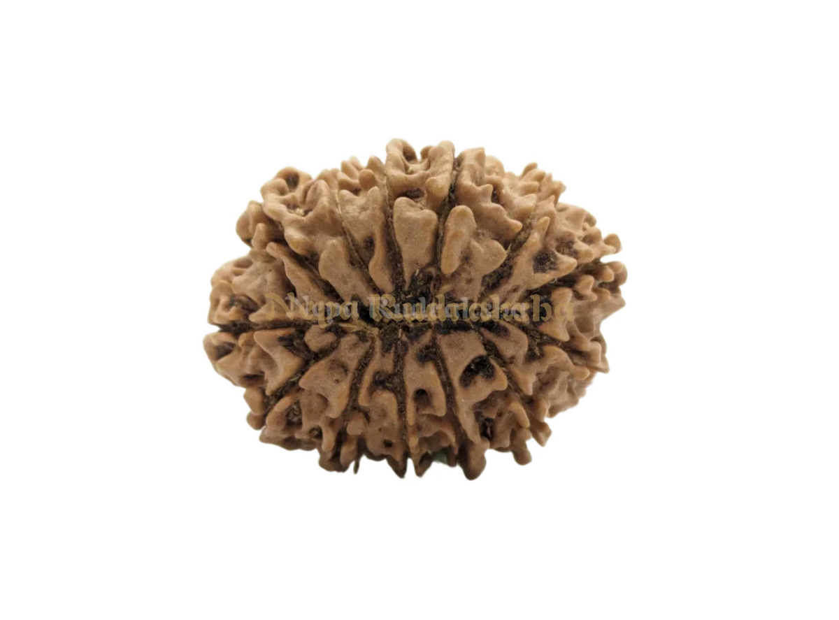 13 Mukhi (Collector) Rudraksha