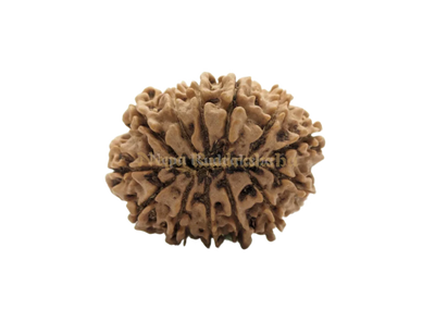 13 Mukhi (Collector) Rudraksha