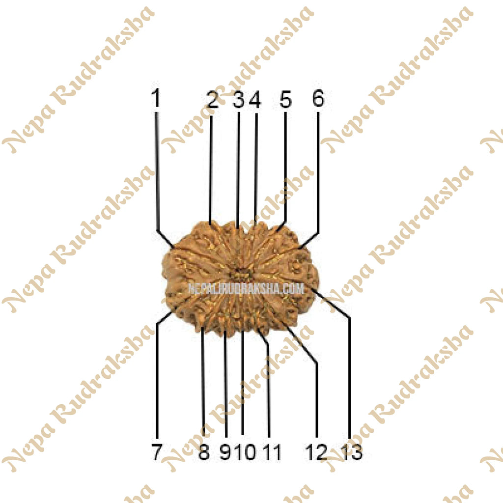 13 Mukhi Collector Rudraksha Face Count