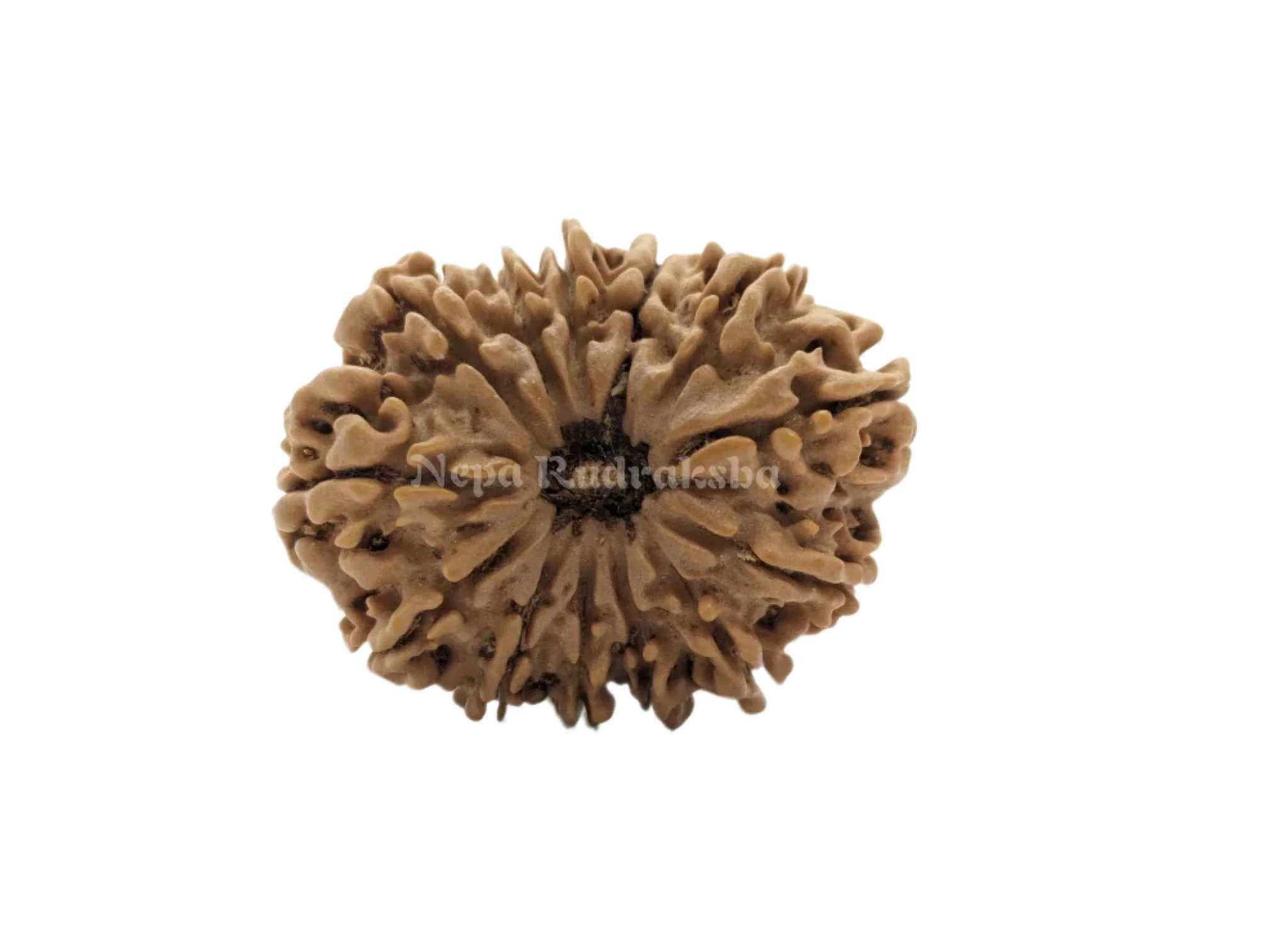 13 Mukhi (Collector) Rudraksha