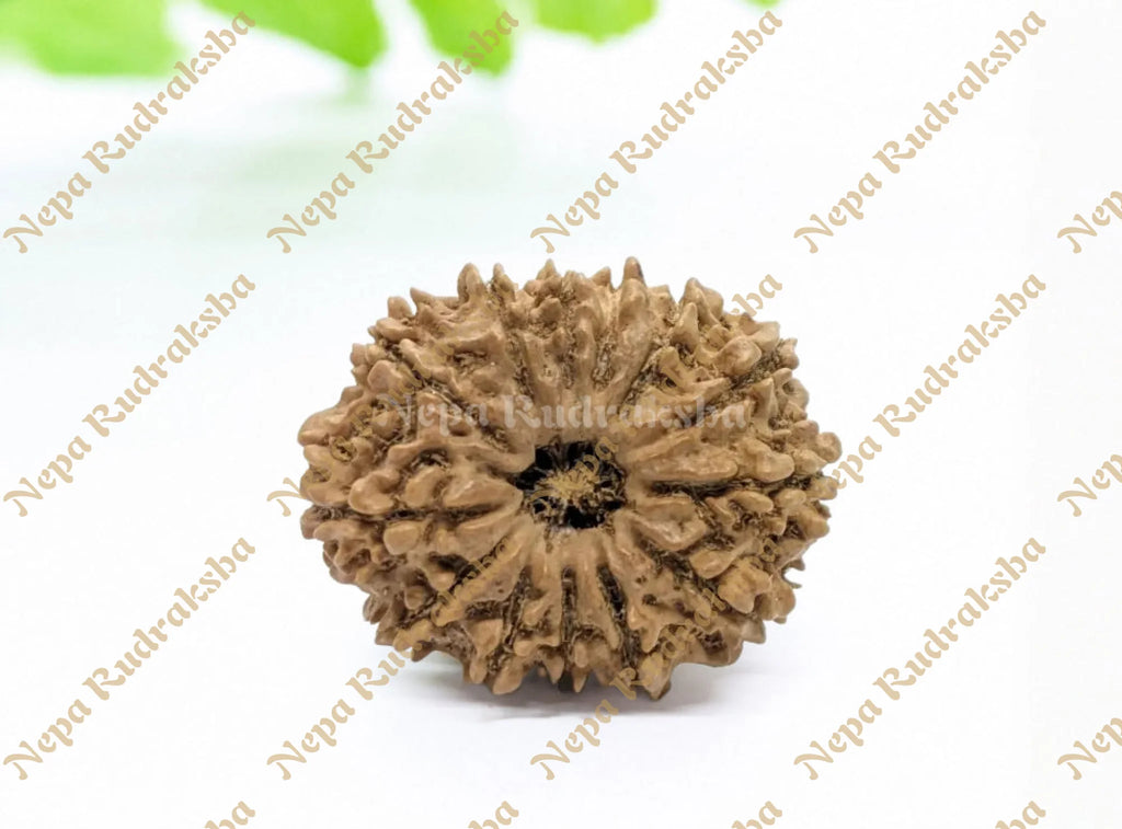 13 Mukhi Collector Rudraksha