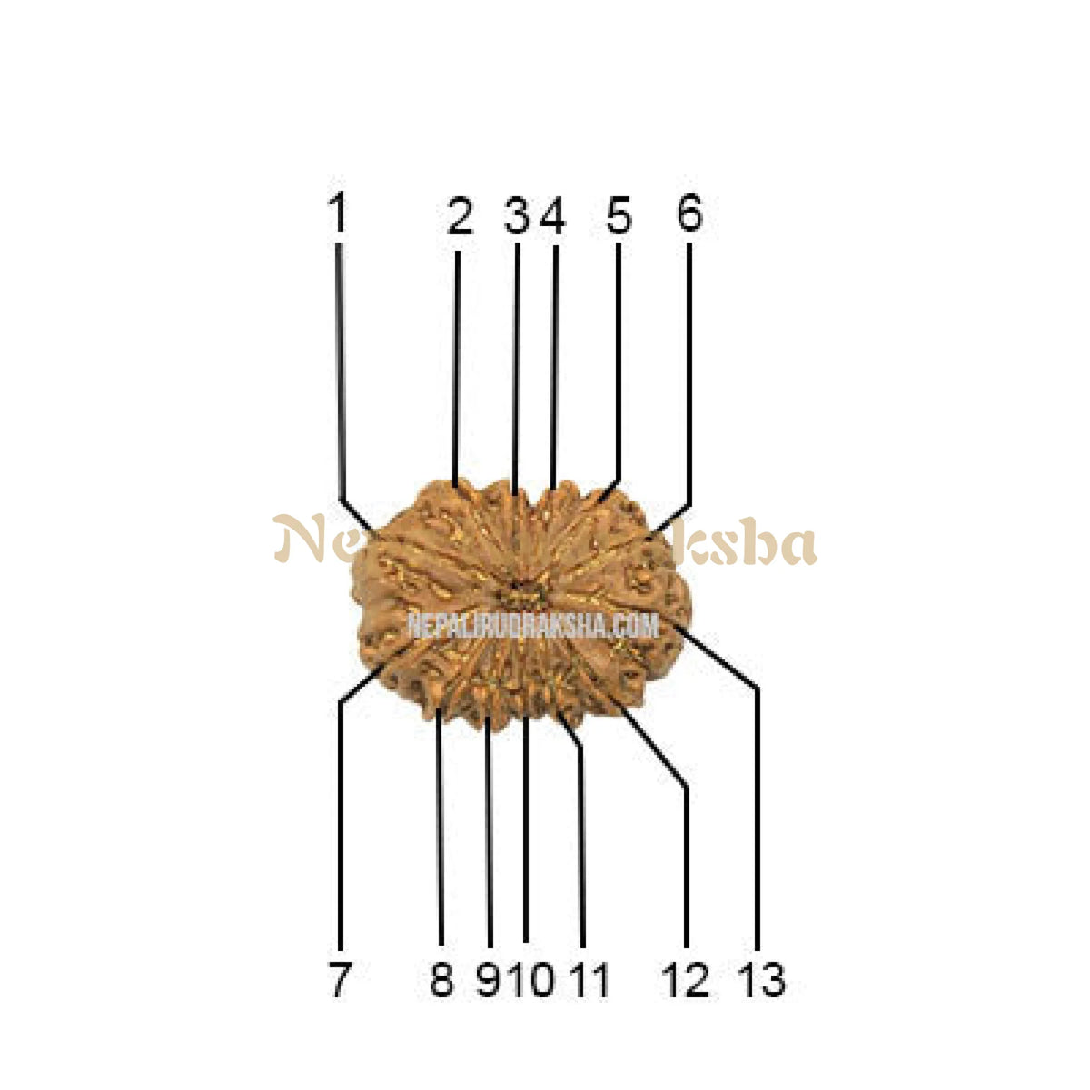 13 Mukhi (Collector) Rudraksha