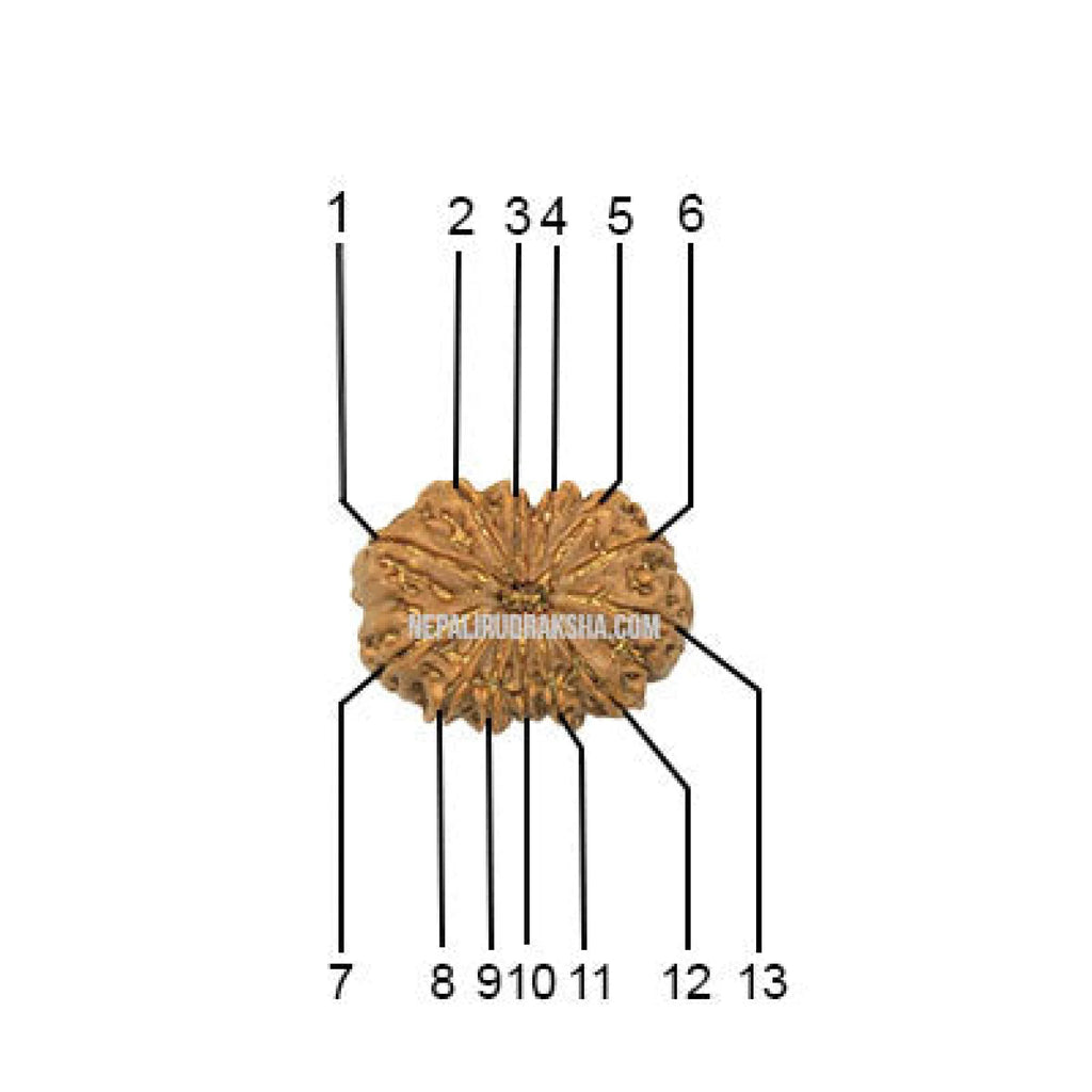 13 Mukhi Collector Rudraksha Face Count