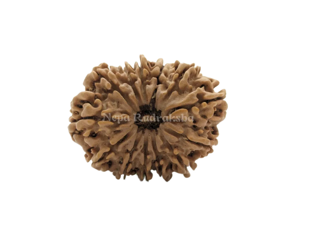 13 Mukhi Collector Rudraksha Front Face