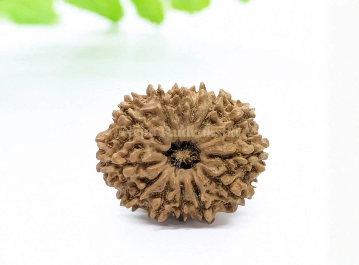13 Mukhi (Collector) Rudraksha