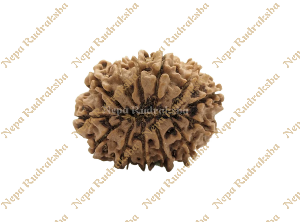 13 Mukhi Collector Rudraksha Back Face