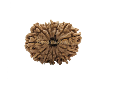 13 Mukhi (Collector) Rudraksha