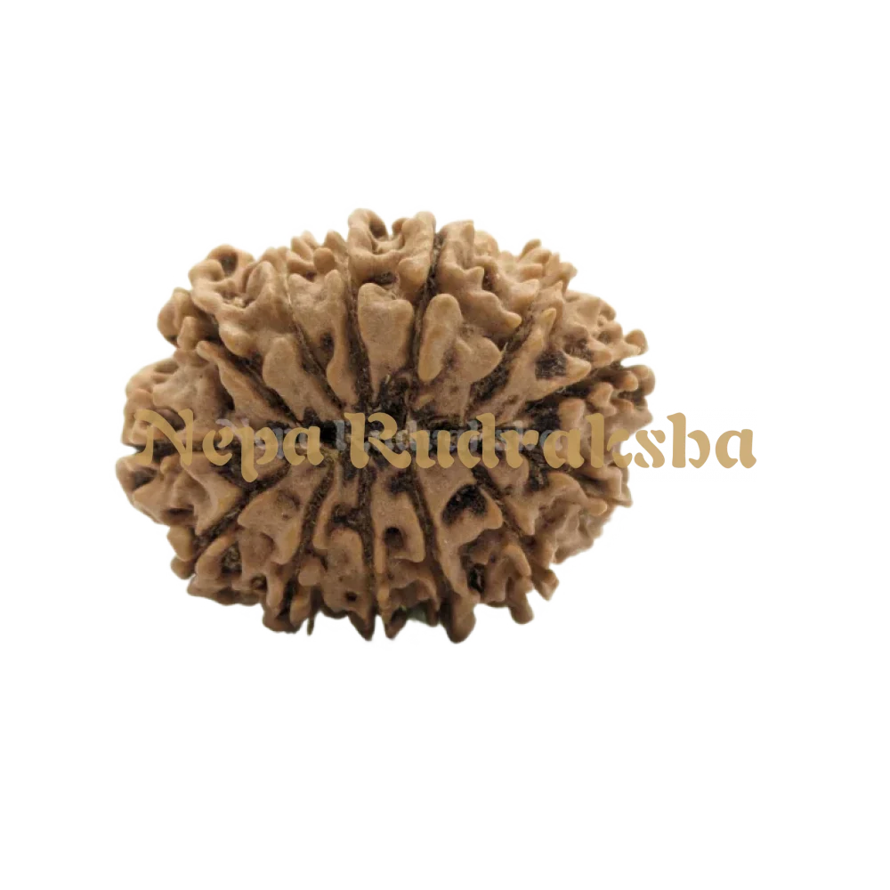 13 Mukhi (Medium) Rudraksha
