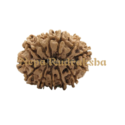 13 Mukhi (Medium) Rudraksha