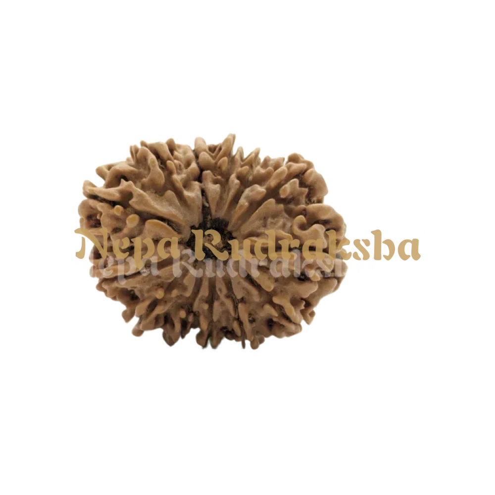 13 Mukhi (Medium) Rudraksha
