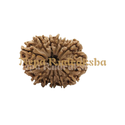 13 Mukhi (Medium) Rudraksha