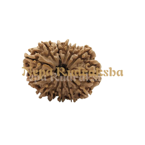 13 Mukhi Medium Rudraksha Front Face