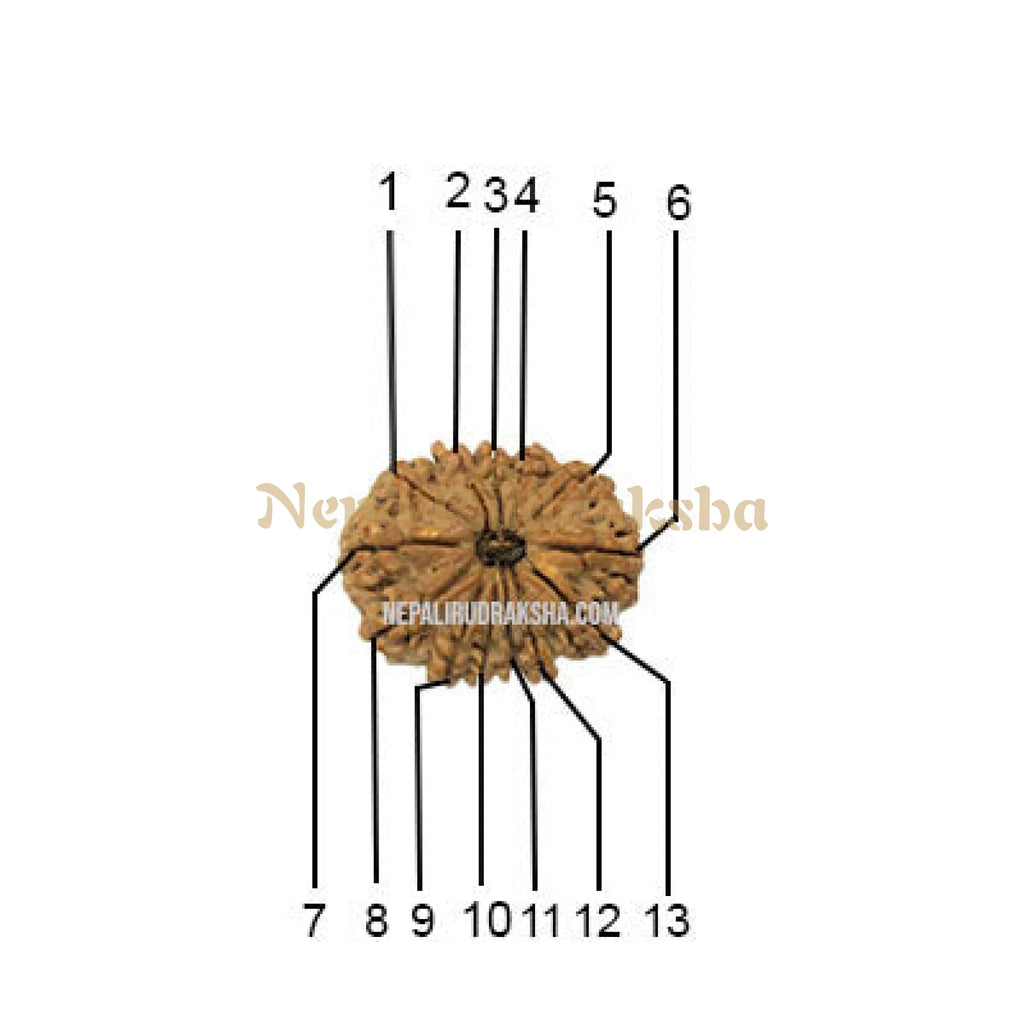 13 Mukhi Medium Rudraksha Face Count