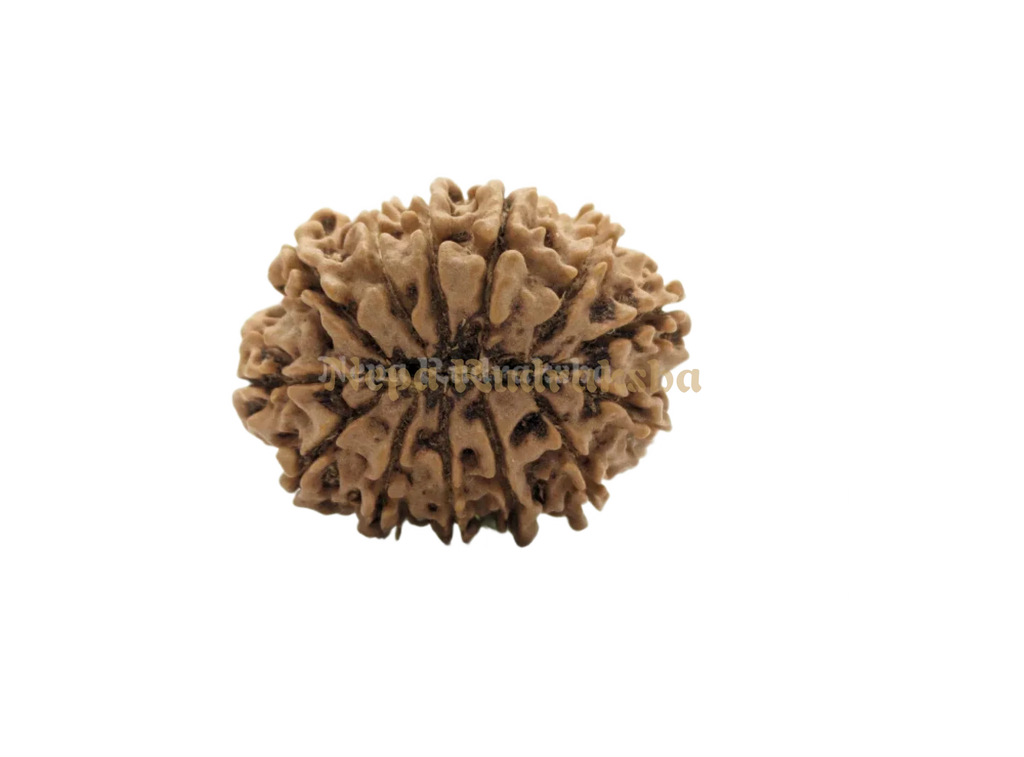 13 Mukhi Medium Rudraksha Back Face