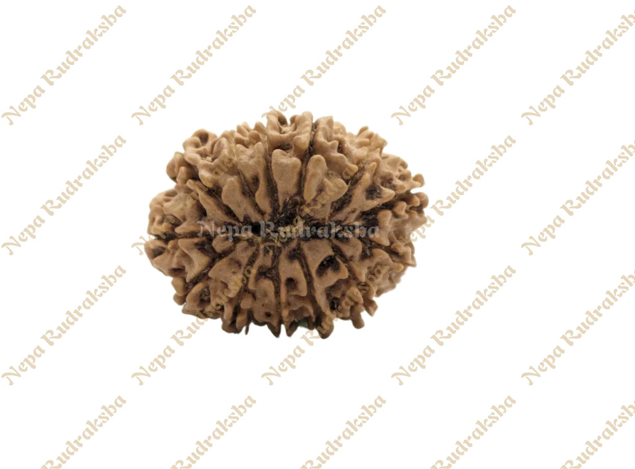 13 Mukhi Medium Rudraksha Back Face
