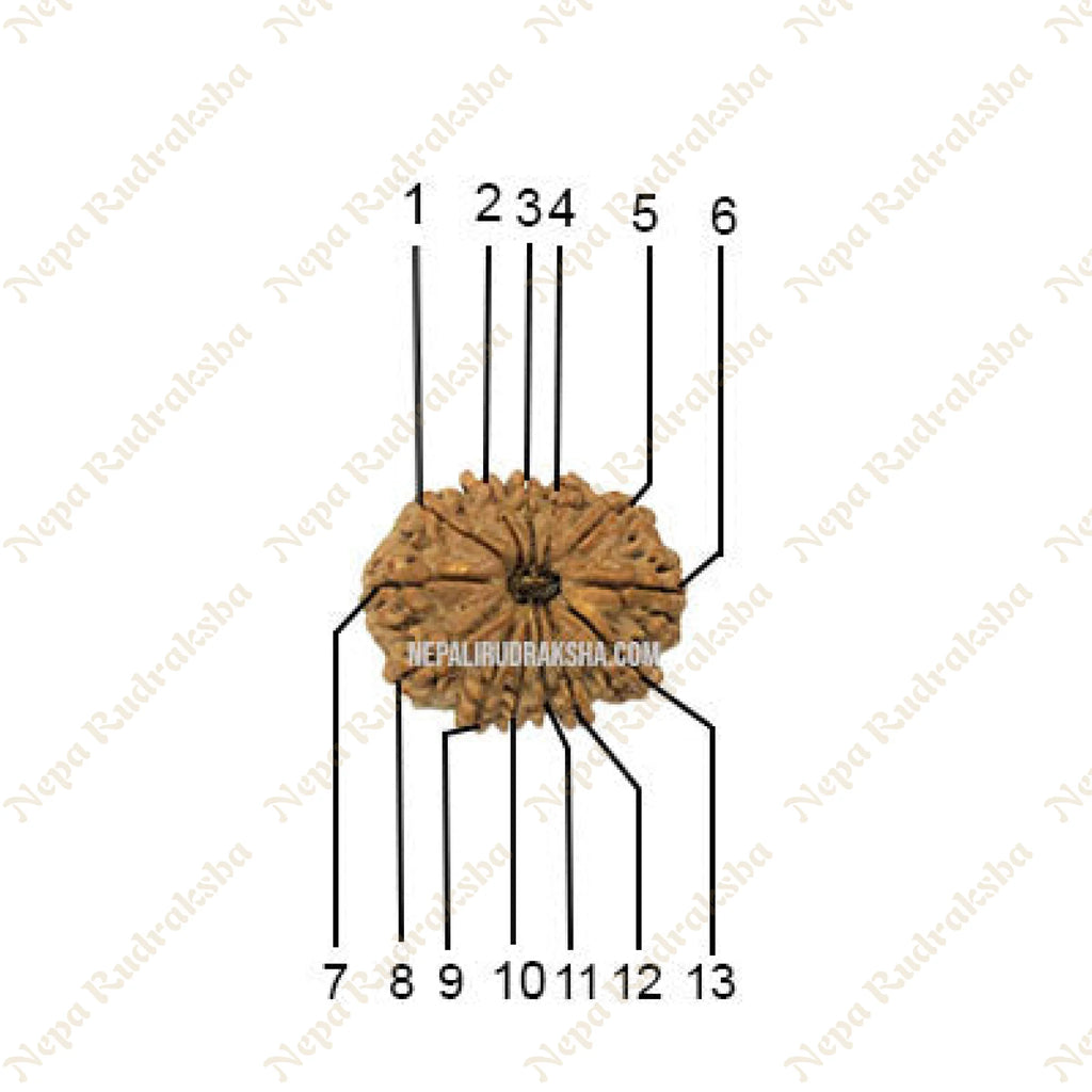 13 Mukhi Medium Rudraksha Face Count