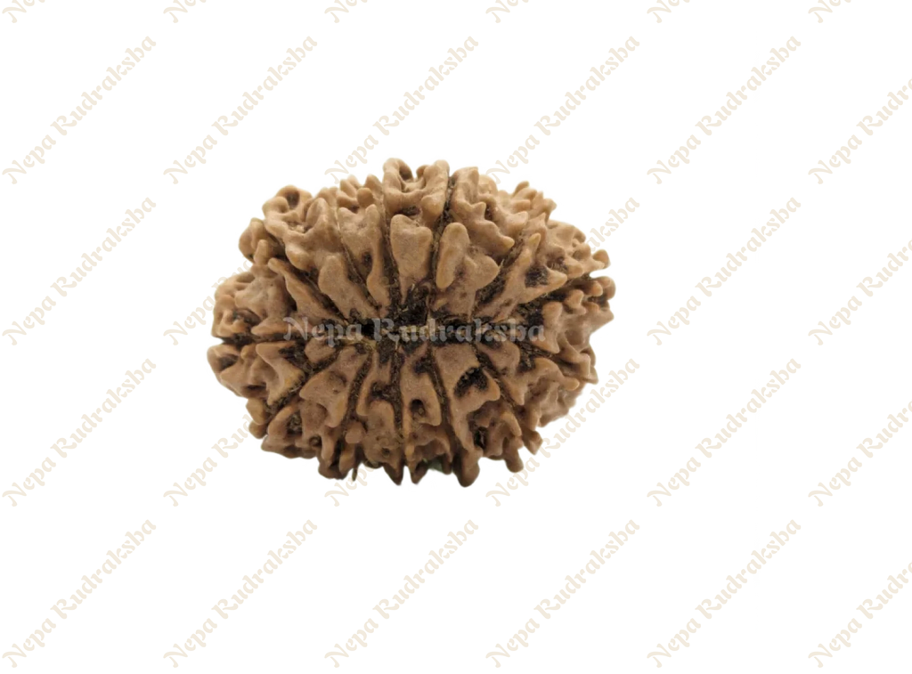 13 Mukhi Medium Rudraksha Back Face