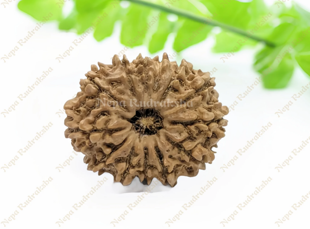 13 Mukhi Medium Rudraksha