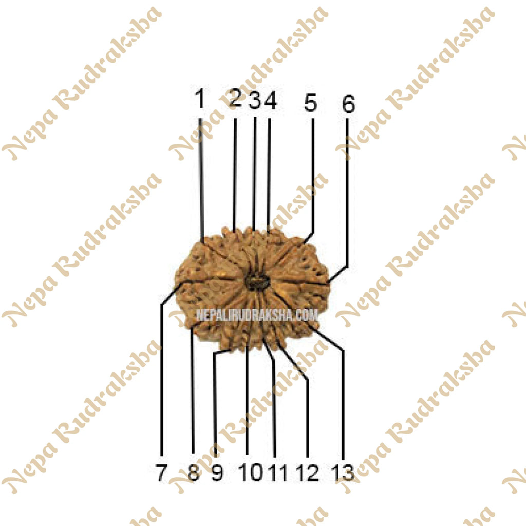 13 Mukhi Medium Rudraksha Face Count