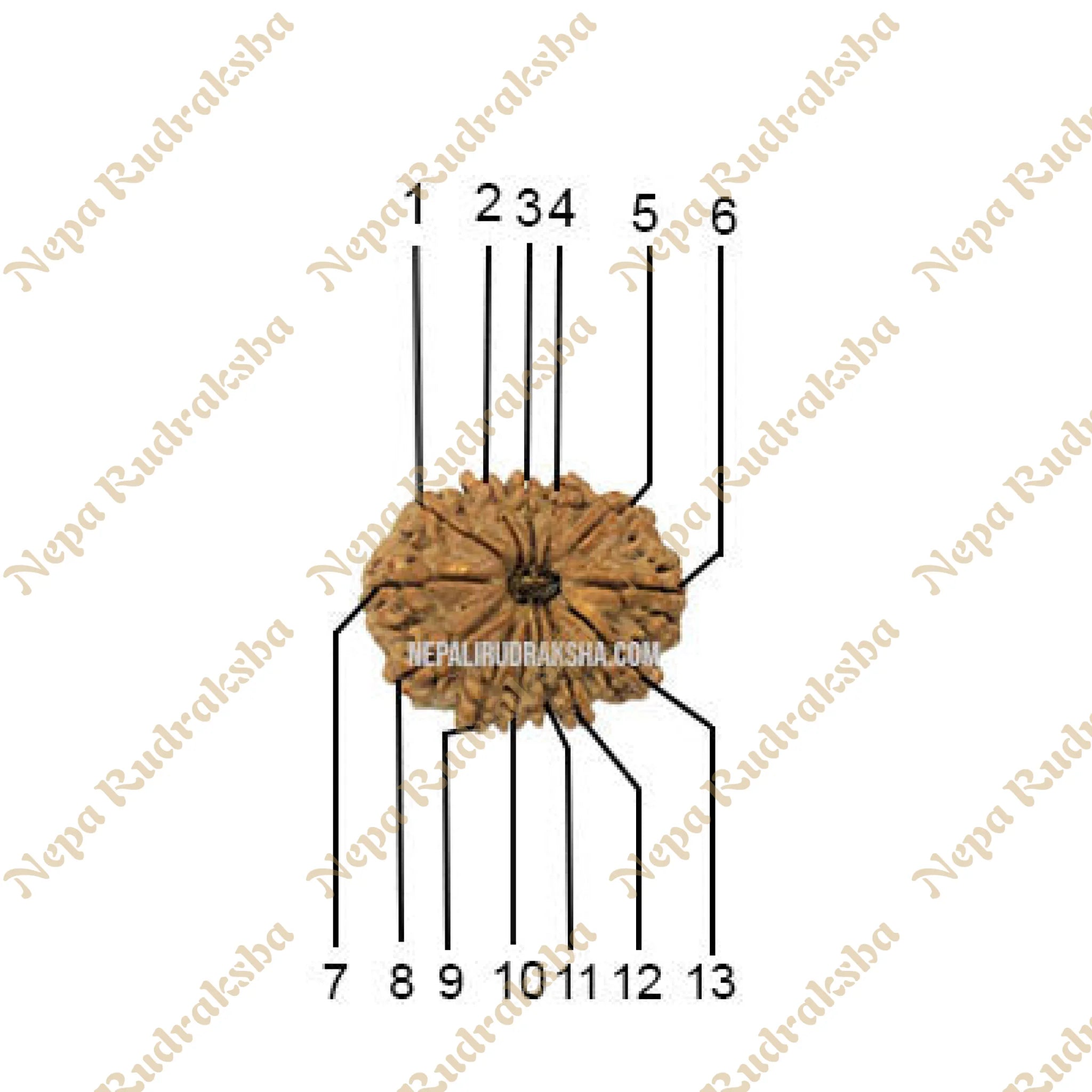 13 Mukhi Medium Rudraksha Face Count